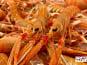Brest Marée - Langoustines Vivantes petites bretonnes - 1kg