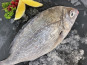 Notre poisson - Dorade Grise écaillé vidé 500/1kg en lot de 1kg