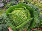 Les Champs Paradis - Chou de Milan (chou frisé)