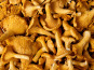 Naturélium - Girolles fraîches sauvage