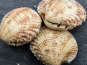 Saint Kerber - Cancale - Praires 3kg