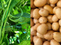 Domaine Reverchon - 1Kg Haricots Verts + 1Kg Grenaille