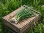 Nature et Saveurs - Ferme Aquaponique et Permacole Astérienne - Oignon Jeune — Ciboule & Cébette du Périgord