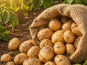 Pom Bio Berger - Pomme de Terre BIO variété MARABEL sac de 2.5kg
