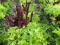 ChâteauFer - Mesclun 200g