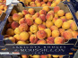 Délit de Gourmandise - Abricots rouges du Roussillon AOP Bio - 4,5 kg