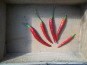 HERBA HUMANA - Piment frais de Cayenne - 300g