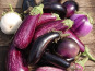 HERBA HUMANA - Aubergine mélange - 5kg
