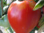 Les Champs Paradis - tomate coeur de boeuf véritable 1 kg