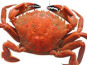 Brest Marée - Etrilles cuites lot de 1kg