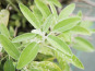 Maison Argentain - Sauge Officinale - 70g