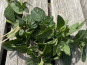 Ferme Sinsac - menthe marrocaine