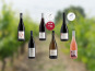 Domaine de la Chopinière du Roy - Coffret cadeau découverte des vins de Loire "Les 6 vins de Loire du Domaine" - 6 x 75 cl