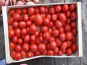 HERBA HUMANA - Tomates à coulis 5kg
