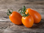 Nature et Saveurs - Ferme Aquaponique et Permacole Astérienne - Tomate Vénus - Kg