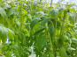 Nature et Saveurs - Ferme Aquaponique et Permacole Astérienne - Basilic Grand Vert Genovese (Bouquet Frais)
