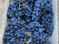 Domaine Reverchon - Raisin Muscat du Vaucluse extra 1Kg