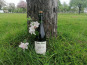 Domaine Fourmond Lemorton - Cidre Fermier Demi-Sec BIO