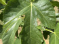 Domaine du Chillou - Feuilles de figues Bio fraiches