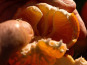 Jardins de la Testa - Clémentine de Corse IGP - 10kg