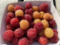 Ferme Sinsac - framboises rouges et jaunes 500 grs