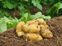 La Ferme de Goas Per - Pomme de terre bio 500gr