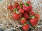 Les Jardins de Gérard - Fraise Bio - 250 g