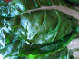 Aux Jardins des Colibris - Panier de blettes Bio
