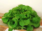 Ferme Joos - Salade Feuille de chêne