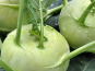 Le Pré de la Rivière - lot 3 Chou Rave Bio 650g minimum