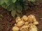 Ferme de Carcouet - Pommes de Terre Allians Bio - 20 kg