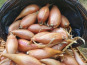 La Ferme de Milly - Anjou - ECHALOTES BIO-1KG