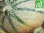 Mon Petit Producteur - Melon Céleste [ Poids Moyen 700g ]
