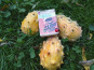 LES JARDINS DE KARINE - Kiwano/Concombre africain - 1kg