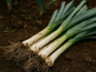 Nature et Saveurs - Ferme Aquaponique et Permacole Astérienne - Poireau adulte : force et authenticité marcelou