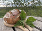 Ferme Sinsac - Pain de printemps à l'ail des ours et aux orties