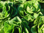 Maison Argentain - Romaine - 350g