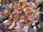Ferme Joos - Salade Feuille de chêne rouge