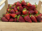 Le Panier du Producteur - Fraises - 1 Kg