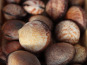La Paysanne des Mers - Amandes de mer - 500g
