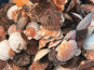 Saint Kerber - Cancale - Coquilles Saint Jacques de Saint Malo 12kg