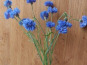 Rébecca les Jolies Fleurs - 600 fleurs de bleuet avec tiges couleur bleu
