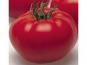 Les Jardins de Mondpa - tomates rondes mélange