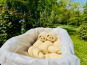 Ferme Sereine en Périgord - Lot 12 pains au chocolat + 12 croissants PUR BEURRE gourmand SURGELÉS