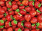 Les Jardins de Mondpa - fraises mélange