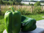 Le Châtaignier - Poivron vert - 1 kg