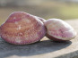 Aux Viviers de Penfoulic - Palourdes Roses 1kg