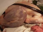 Des Poules et des Vignes à Bourgueil - Coq Vierge