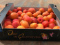 Délit de Gourmandise - Abricots Bio - 4,5 kg