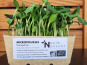 Ma Micropousse culinaire - Micropousse de tournesol Bio 4 barquettes